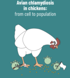 Thesis cover: Avian chlamydiosis in chickens